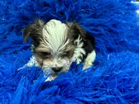 processed/8a33daa0-cecc-4b89-a5b1-d2830b4e6d58/listing/fccf7334-aabd-42c8-bfda-12ec8b11d0f6/8d4cf875-a31f-489e-8931-ecbee871d4e2