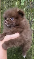 Bear Paws, a female Pomeranian for sale in Carrollton, GA – 7 of 7
