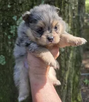 Smokett Sanoia pup 3, a female Pomeranian for sale in Carrollton, GA – 7 of 7