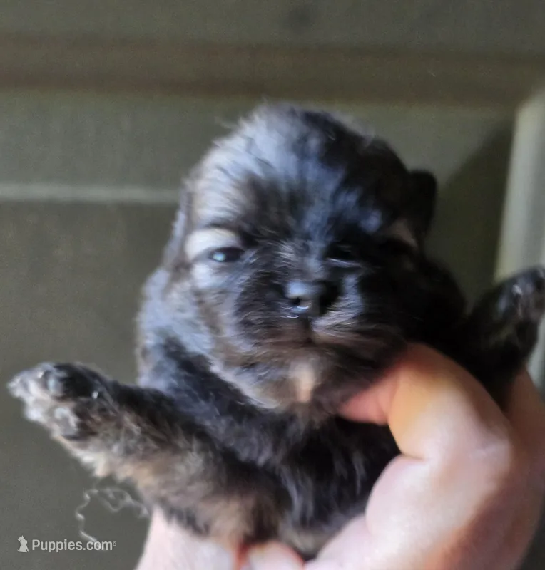 Indigo pup 1 – Pomeranian puppy for sale in Carrollton, GA