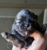 Indigo pup 1, a female Pomeranian for sale in Carrollton, GA – Photo 1 of 3