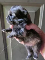 Indigo pup 1, a female Pomeranian for sale in Carrollton, GA – Photo 2 of 3