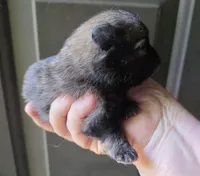 Indigo pup 1, a female Pomeranian for sale in Carrollton, GA – Photo 3 of 3