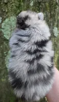 Freckles Sanoia pup 4, a female Pomeranian for sale in Carrollton, GA – 3 of 5
