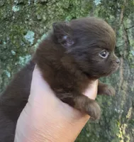 Tiny Princess Zamora pup , a female Pomeranian for sale in Carrollton, GA – 9 of 9