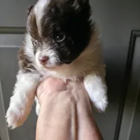Pixie pup 1, a male Pomeranian for sale in Carrollton, GA – 2 of 3