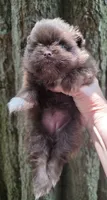 Paint, a female Pomeranian for sale in Carrollton, GA – 4 of 5