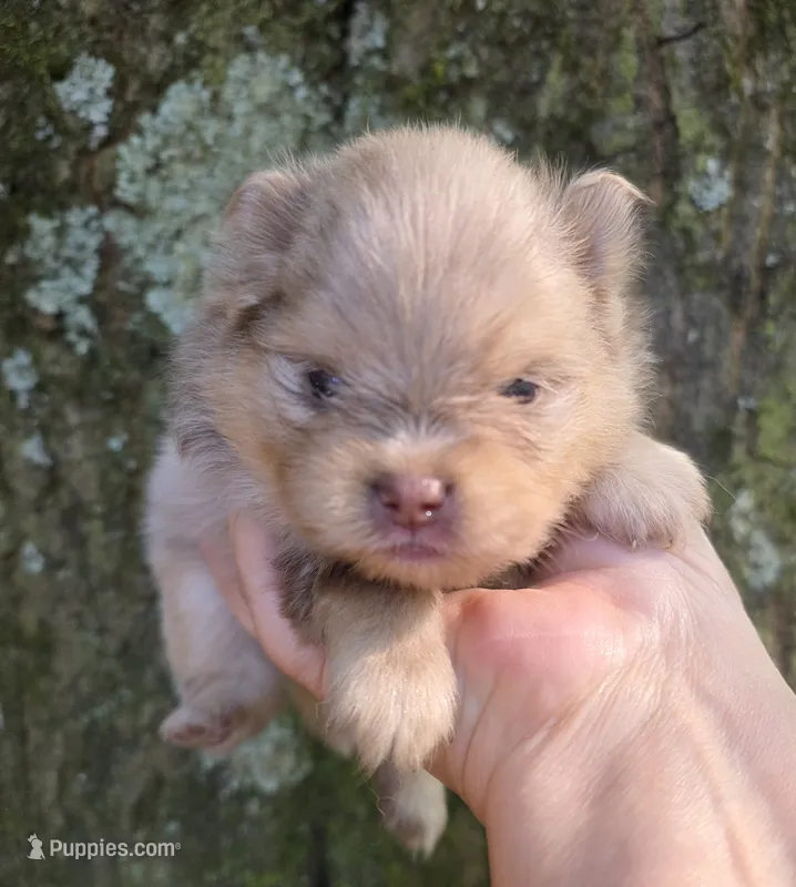 Mieka Sanoia pup 2 – Pomeranian puppy for sale in Carrollton, GA