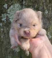 Mieka Sanoia pup 2, a female Pomeranian for sale in Carrollton, GA – 1 of 4
