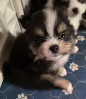 Riviera pup 3, a female Pomeranian for sale in Carrollton, GA – Photo 8 of 10