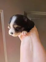 Riviera pup 3, a female Pomeranian for sale in Carrollton, GA – Photo 2 of 3