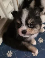 Riviera pup 3, a female Pomeranian for sale in Carrollton, GA – Photo 9 of 10