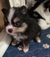 Riviera pup 3, a female Pomeranian for sale in Carrollton, GA – Photo 10 of 10