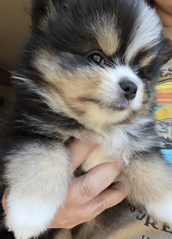 Riviera pup 3 – Pomeranian puppy for sale in Carrollton, GA