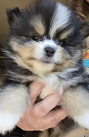 Riviera pup 3, a female Pomeranian for sale in Carrollton, GA – Photo 2 of 10