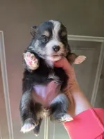 Riviera pup 3, a female Pomeranian for sale in Carrollton, GA – Photo 3 of 3