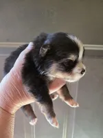 Riviera pup 3, a female Pomeranian for sale in Carrollton, GA – Photo 1 of 3