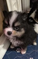 Riviera pup 3, a female Pomeranian for sale in Carrollton, GA – Photo 7 of 10