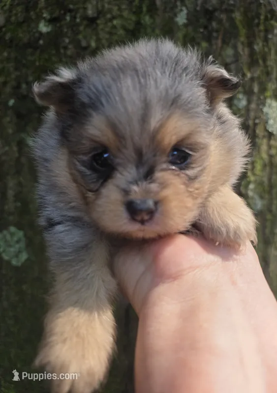 Smokett Sanoia pup 3 – Pomeranian puppy for sale in Carrollton, GA