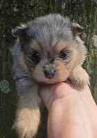 Smokett Sanoia pup 3, a female Pomeranian for sale in Carrollton, GA – 1 of 7