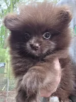 Bear Paws, a female Pomeranian for sale in Carrollton, GA – 3 of 7