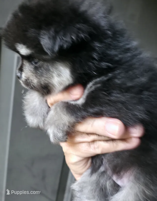 Riviera boy 3 – Pomeranian puppy for sale in Carrollton, GA