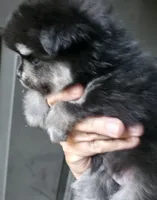 Riviera boy 3, a male Pomeranian for sale in Carrollton, GA – 1 of 2