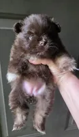 Paint, a female Pomeranian for sale in Carrollton, GA – 3 of 5