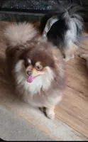 Reese, a male Pomeranian for sale in Carrollton, GA – 2 of 4