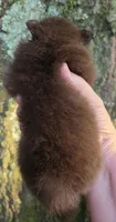 Tiny Princess Zamora pup , a female Pomeranian for sale in Carrollton, GA – 5 of 9