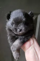 Indigo pup 2, a female Pomeranian for sale in Carrollton, GA – 5 of 6