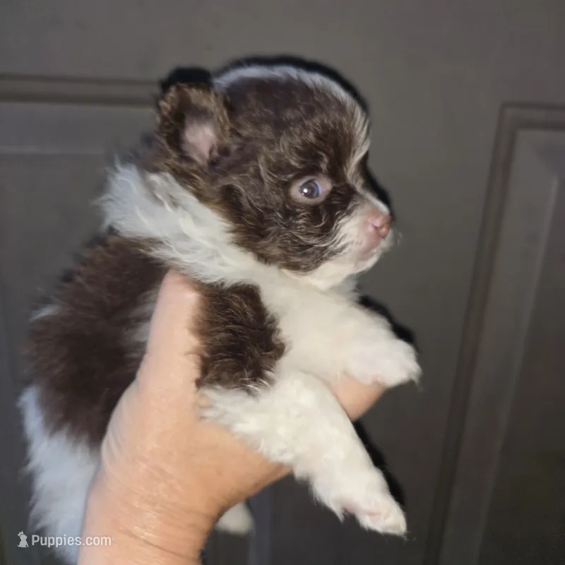 Pixie pup 1 – Pomeranian puppy for sale in Carrollton, GA