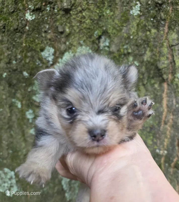Freckles Sanoia pup 4 – Pomeranian puppy for sale in Carrollton, GA