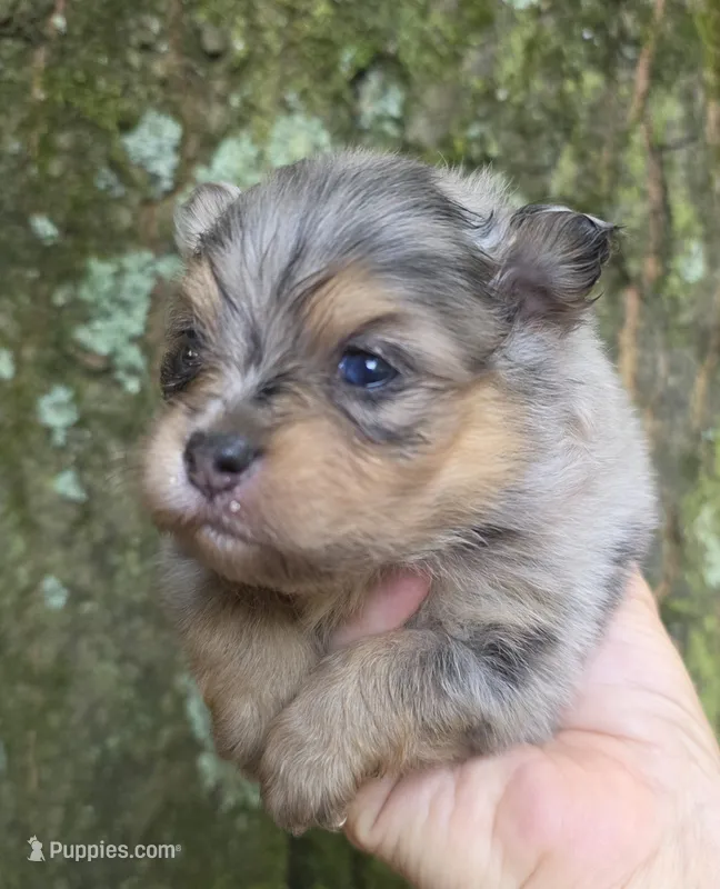 Smokett Sanoia pup 3 – Pomeranian puppy for sale in Carrollton, GA
