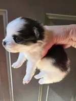 Riviera pup 1, a male Pomeranian for sale in Carrollton, GA – Photo 2 of 2