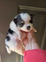Riviera pup 1, a male Pomeranian for sale in Carrollton, GA – Photo 1 of 2