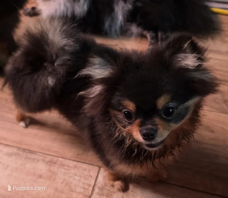 Rainy  – Pomeranian puppy for sale in Carrollton, GA