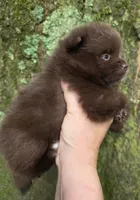 Bear Paws, a female Pomeranian for sale in Carrollton, GA – 4 of 5