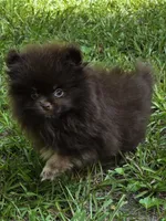 Paint, a female Pomeranian for sale in Carrollton, GA – 9 of 10