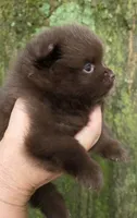 Bear Paws, a female Pomeranian for sale in Carrollton, GA – 2 of 5