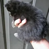 Riviera pup 6, a female Pomeranian for sale in Carrollton, GA – 2 of 3