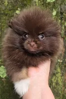 Paint, a female Pomeranian for sale in Carrollton, GA – 7 of 10