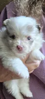 Pixie pup 2, a male Pomeranian for sale in Carrollton, GA – 2 of 4