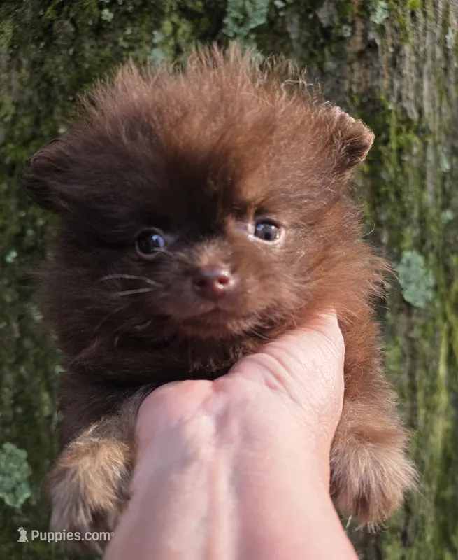 Tiny Princess Zamora pup  – Pomeranian puppy for sale in Carrollton, GA