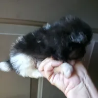 Riviera pup # 1, a male Pomeranian for sale in Carrollton, GA – 4 of 4