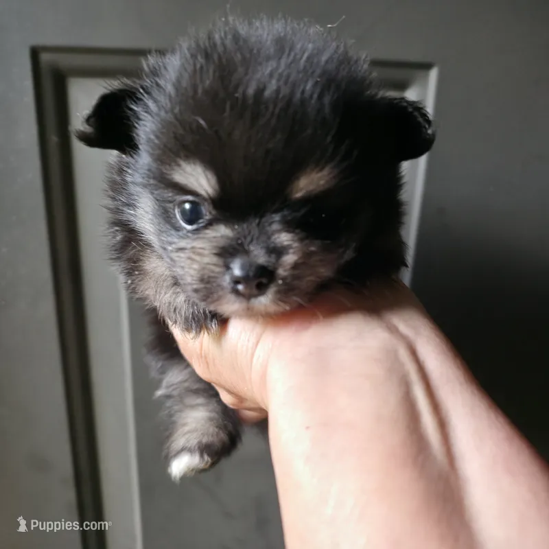 Riviera pup 6 – Pomeranian puppy for sale in Carrollton, GA