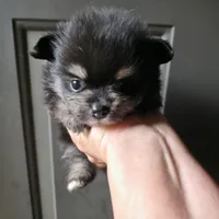 Riviera pup 6, a female Pomeranian for sale in Carrollton, GA – 1 of 3