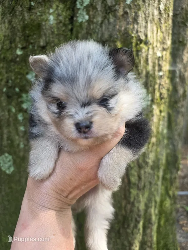 Freckles Sanoia pup 4 – Pomeranian puppy for sale in Carrollton, GA