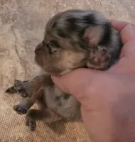 Freckles Sanoia pup 4, a female Pomeranian for sale in Carrollton, GA – 4 of 4