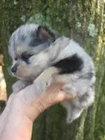 Freckles Sanoia pup 4, a female Pomeranian for sale in Carrollton, GA – 4 of 5